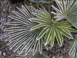 Palmetblatt mit Reif