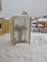 Winterschutz für Palmen